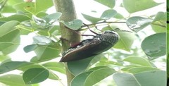 Sternocera