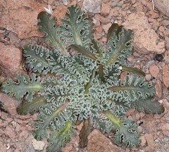 Glyptopleura marginata