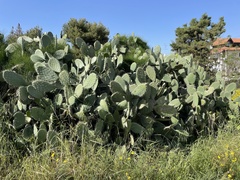 Opuntia ficus-indica