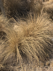 Amelichloa caudata
