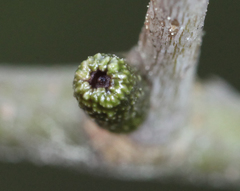 Amphibolips ellipsoidalis