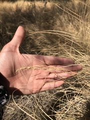 Amelichloa caudata