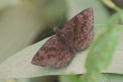 Viola minor