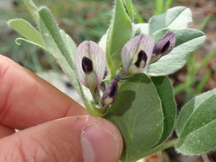 Vicia johannis
