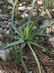 Ornithogalum comosum