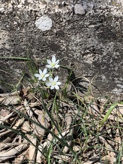 Ornithogalum comosum