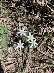 Ornithogalum comosum