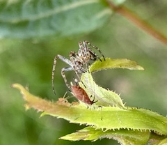 Gibbaranea bituberculata
