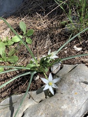 Ornithogalum comosum