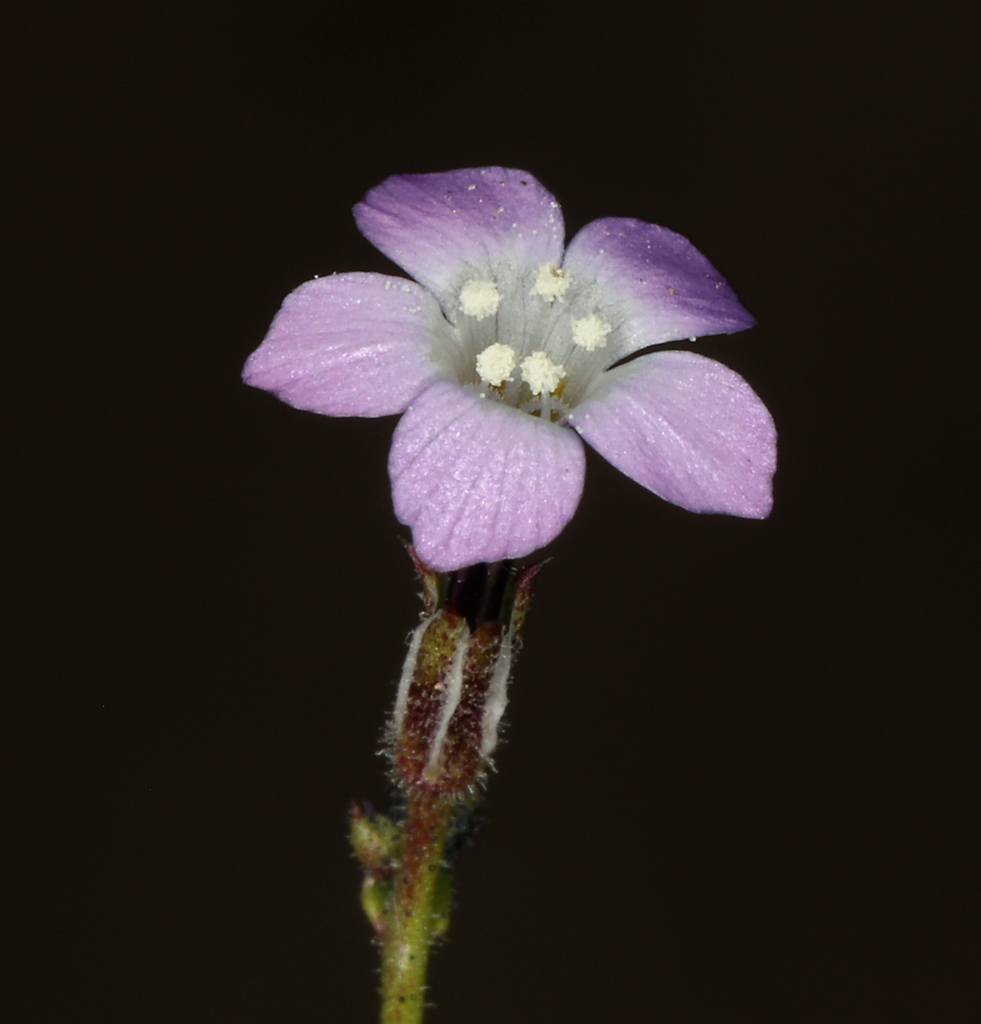 rosy gilia