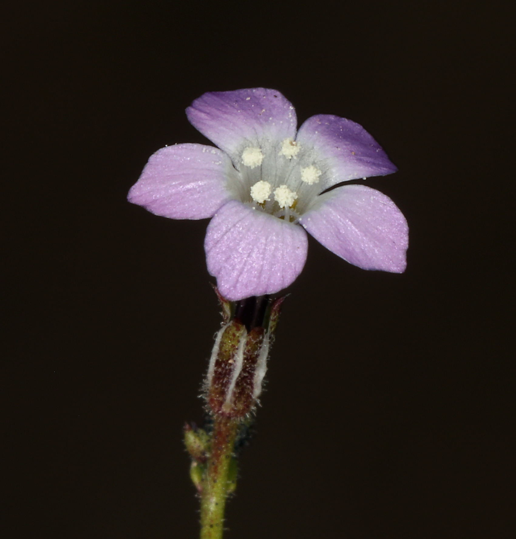 Gilia sinuata