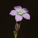 Gilia sinuata - Photo 由 Steve Matson 所上傳的 (c) Steve Matson，保留部份權利CC BY