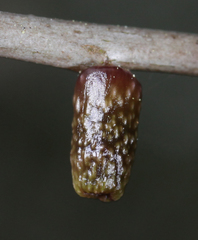 Amphibolips ellipsoidalis