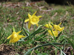 Narcissus minor asturiensis