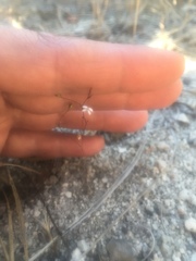 Nemacladus secundiflorus robbinsii