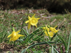 Narcissus minor asturiensis