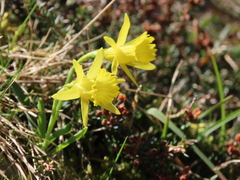Narcissus minor asturiensis