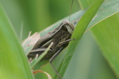 Amblytropidia australis