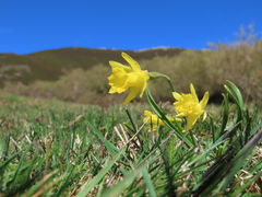 Narcissus minor asturiensis