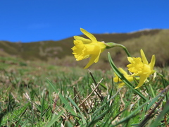 Narcissus minor asturiensis
