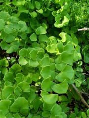 Adiantum jordanii image