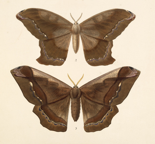 Arsenura batesii