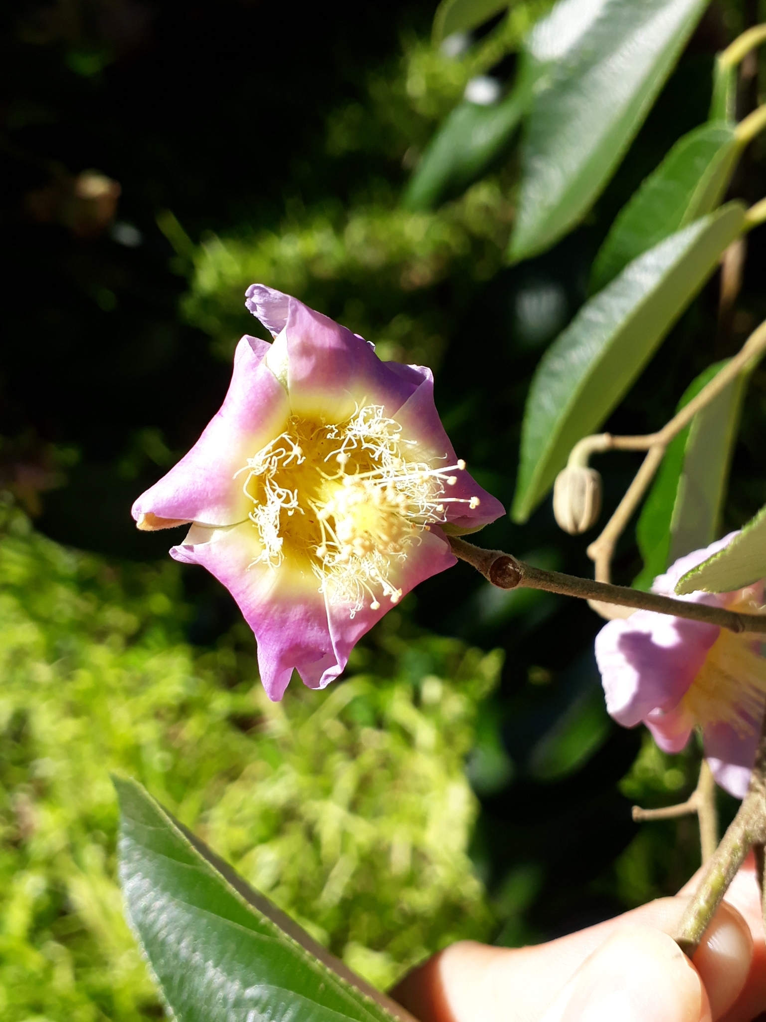 Luehea divaricata