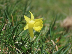 Narcissus minor asturiensis