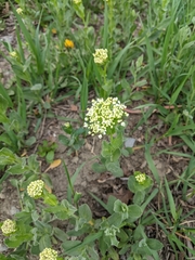 Lepidium draba