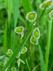 Thysanocarpus radians