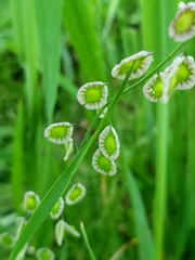 Thysanocarpus radians