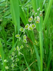 Thysanocarpus radians