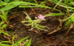 Drosera indica
