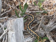 Thamnophis cyrtopsis ocellatus