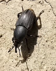 Sphenophorus striatopunctatus
