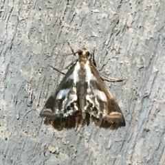 Chrysendeton imitabilis
