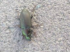 Harpalus