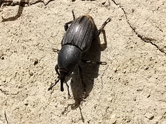 Sphenophorus striatopunctatus