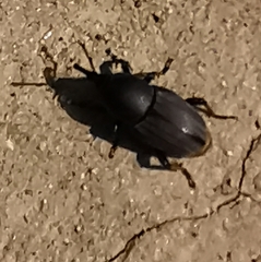 Sphenophorus striatopunctatus