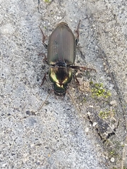Harpalus