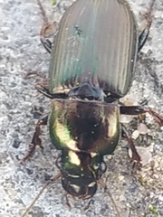 Harpalus