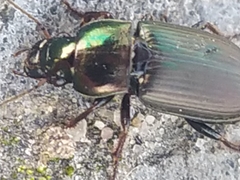 Harpalus