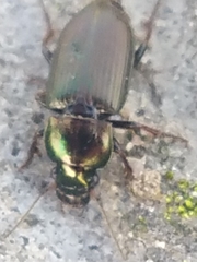 Harpalus