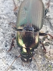 Harpalus