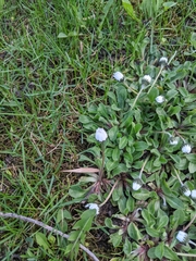 Bellis perennis