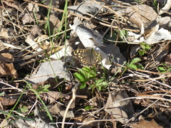 Pararge aegeria tircis