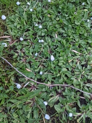 Bellis perennis