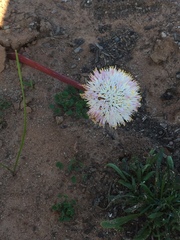 Haemanthus humilis
