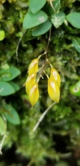 Specklinia grobyi