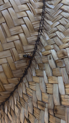 Steatoda grossa